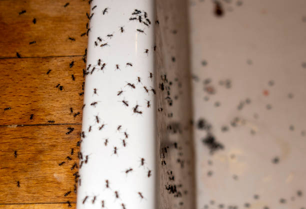 Best Insect Control  in Watervliet, MI