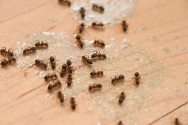 Best Wasp Removal Services  in Watervliet, MI