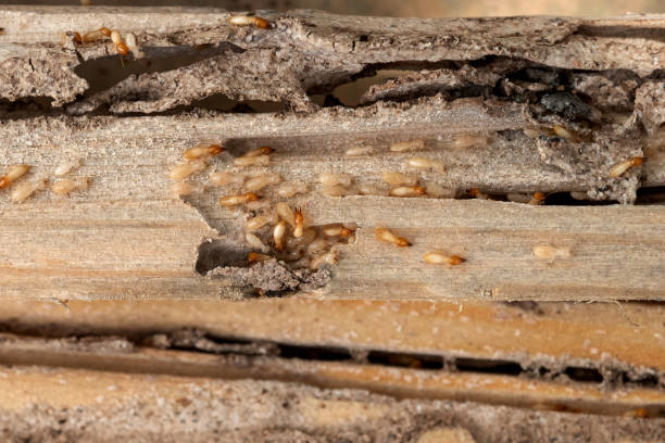 Best Pest Removal Services  in Watervliet, MI