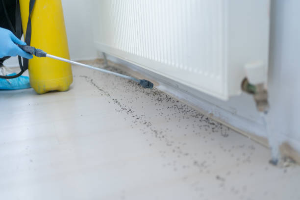 Best Emergency Pest Control  in Watervliet, MI